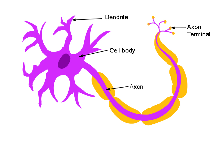 The neurone cell consists of a wide cell body which detects change and a long axon that carries signals to the brain axon termination